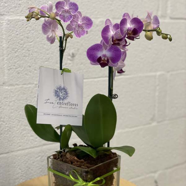 Two purple orchids in a clear square vase with a green ribbon.