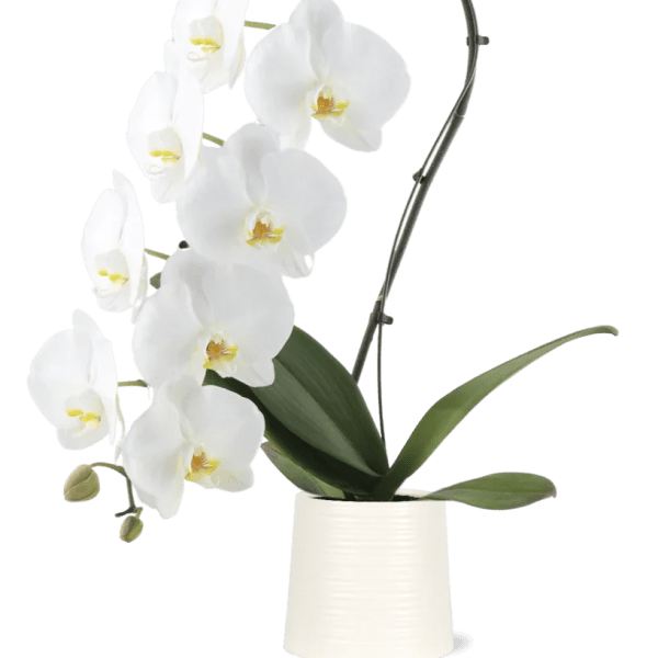 Jumbo Orchid in Ceramic