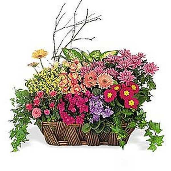 European Dish Garden