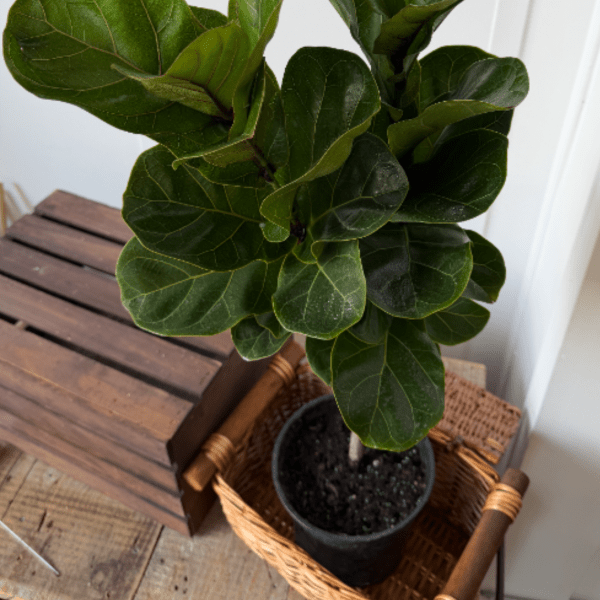 8" Fiddle Leaf Fig