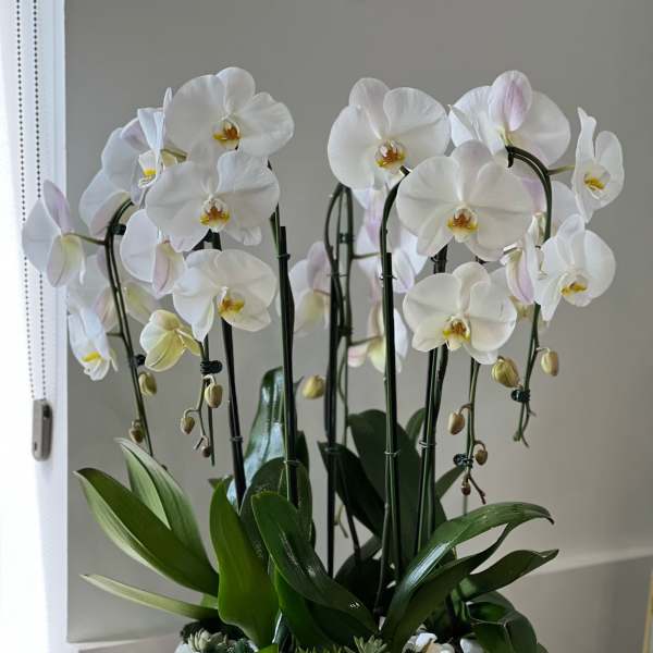 Lux Five cascade in a Pot - White/Purple/Pink