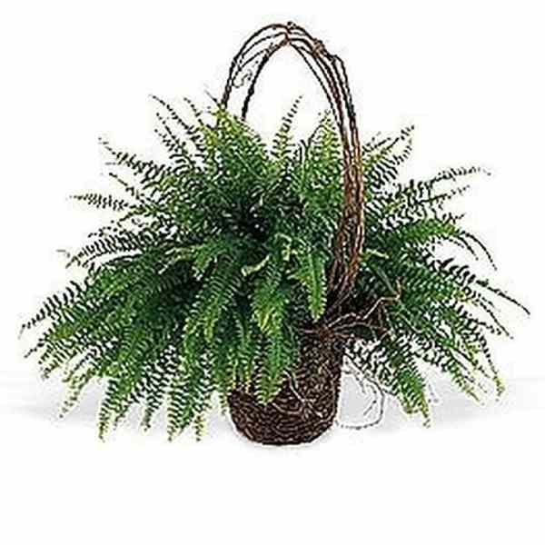 Fern in Wicker