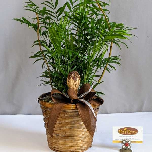 Beautiful Bella Palm - 6" Planter