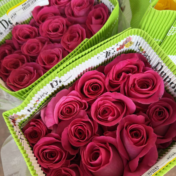 20 HOT PINK ROSES PACK