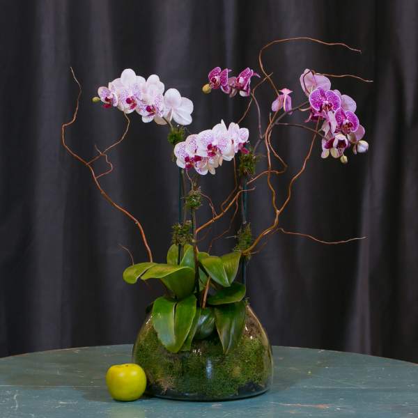 Orchid arrangement in a glass vase with curly branches