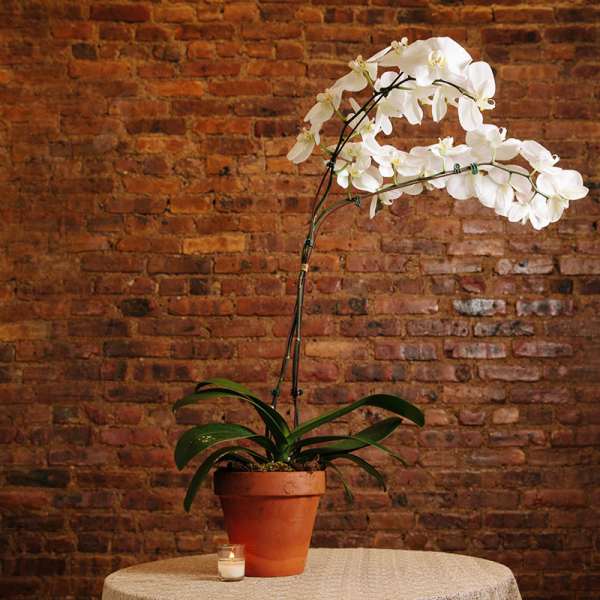 White orchid in a terracotta pot with a small candle on a table