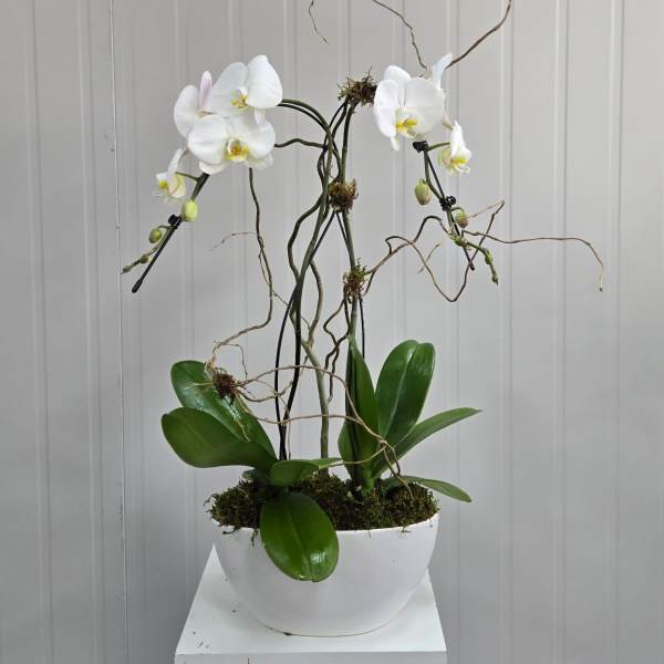 Double Orchid Container