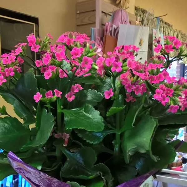 Potted plant with clusters of bright pink flowers in purple wrap