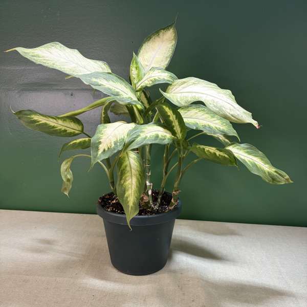 Potted variegated houseplant with green and cream leaves in a black nursery pot
