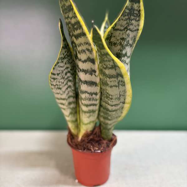 Potted snake plant with tall striped leaves in a small red pot