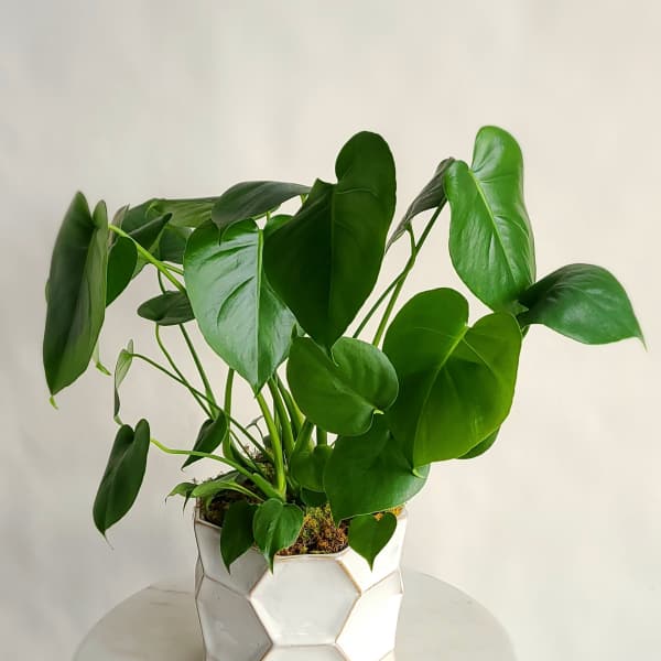 Green Plant