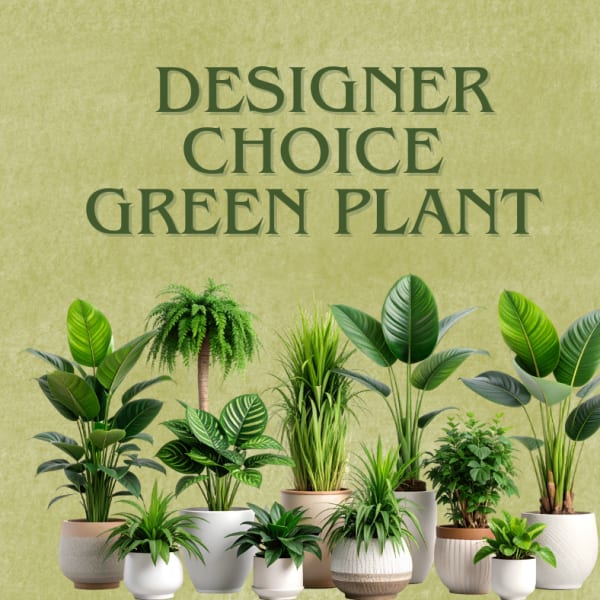 Assorted green potted plants arranged beneath the words "Designer Choice Green Plant"