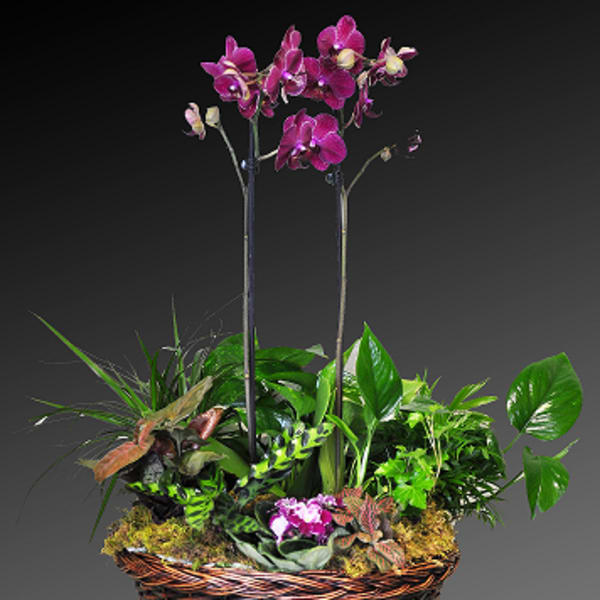 Purple orchids in a wicker basket with assorted green plants
