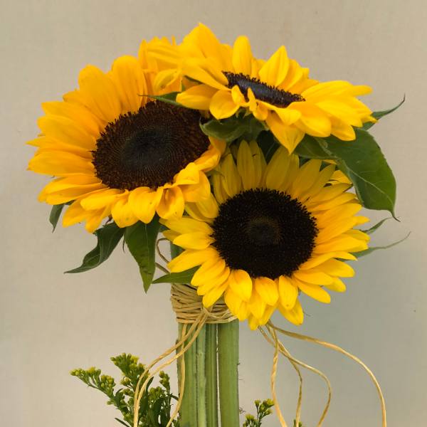 Sunflower Dawn !