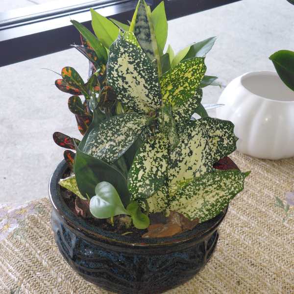 Round Dish Garden
