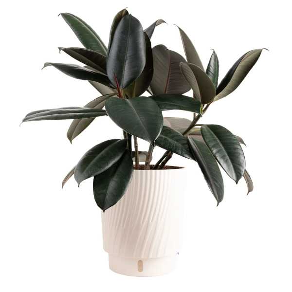 Burgundy Rubber Plant