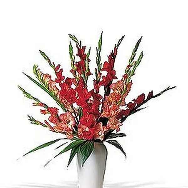 Red & Orange Gladioli