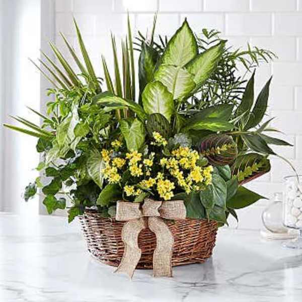 Basket of assorted green plants with small yellow flowers and a burlap bow
