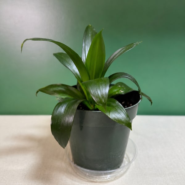Small green potted plant in a dark plastic pot on a saucer