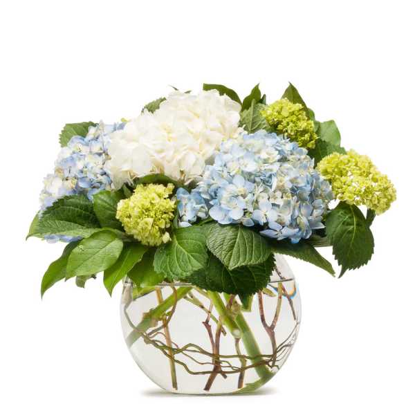 Blue and white hydrangeas in a round glass vase
