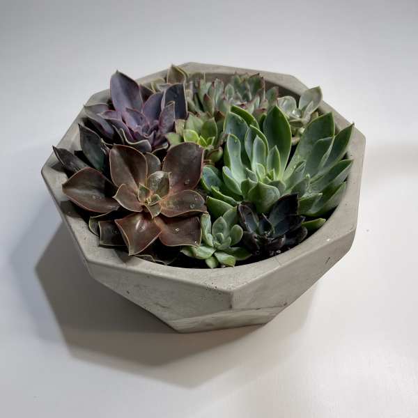Grace