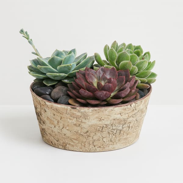 Three succulents in a rustic round planter with decorative stones