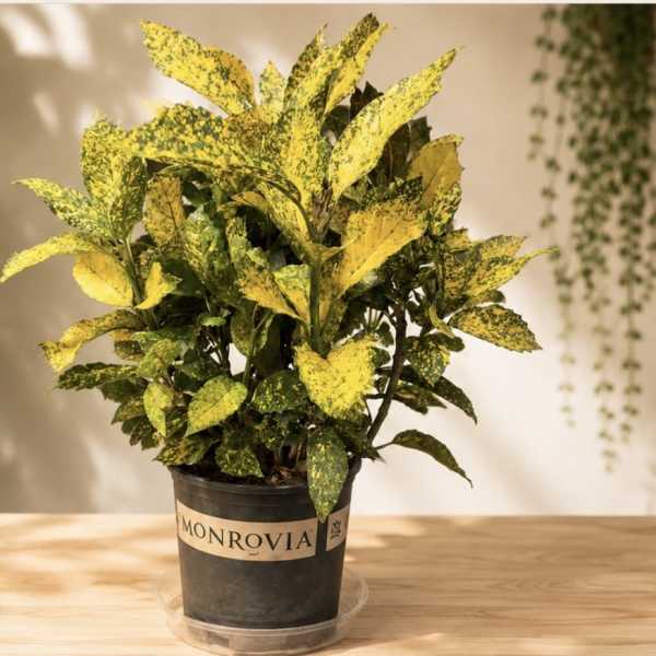Gold Dust Croton