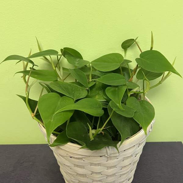 Potted green houseplant in a woven basket