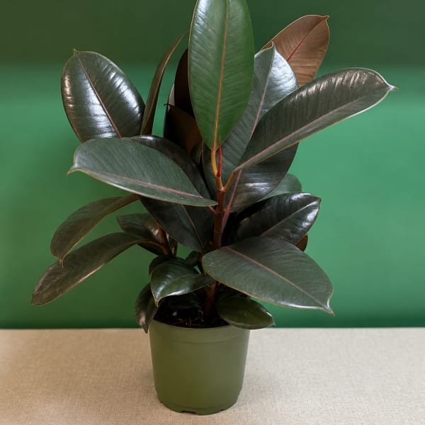 Rubber Plant (Ficus elastica)