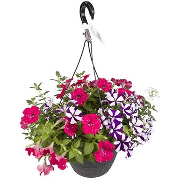 Hanging Basket