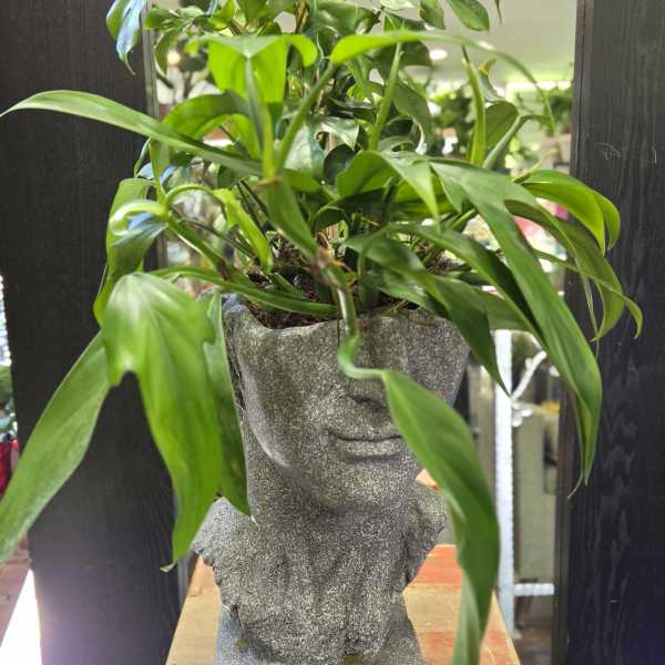 Potted green houseplant in a gray stone face planter