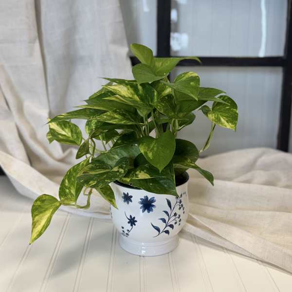 Potted pothos plant in a white ceramic pot with blue floral pattern