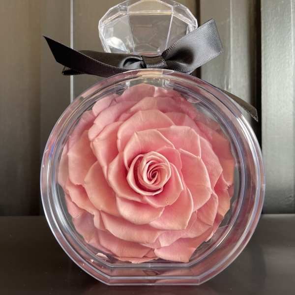 Single pink rose in a clear round gift box with a black ribbon