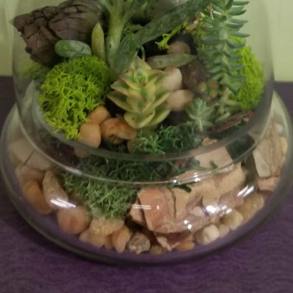 Dome Shaped Terrarium with Lid