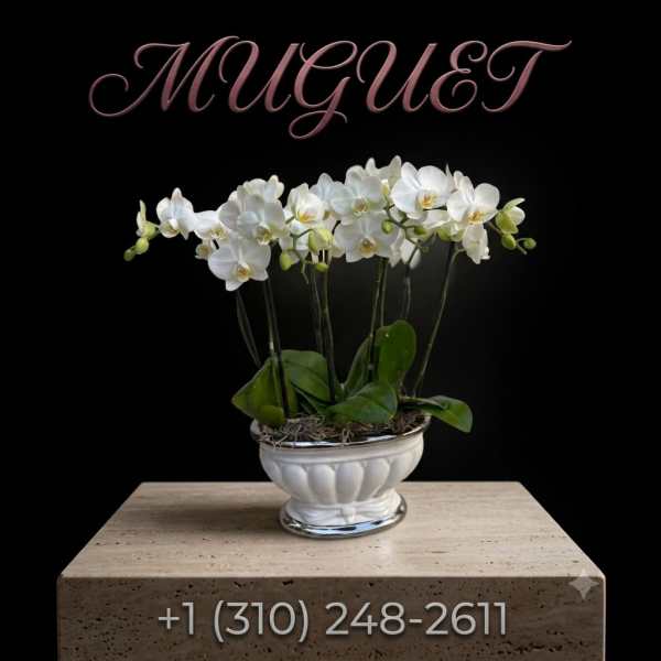 White orchid plant in a white ceramic bowl on a pedestal