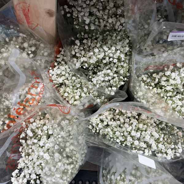 Baby breath flower