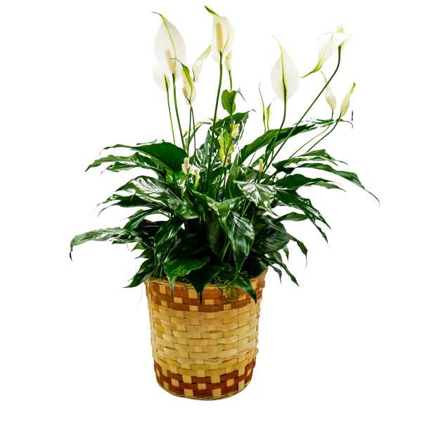 White peace lilies in a woven basket planter