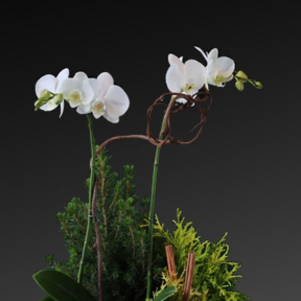 White orchids in a green planter with pinecones and dried citrus slices