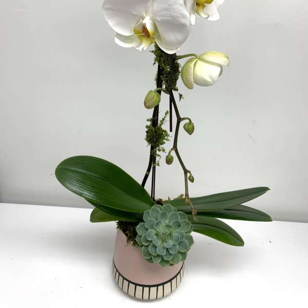 White orchid plant in a pink pot with a small succulent accent