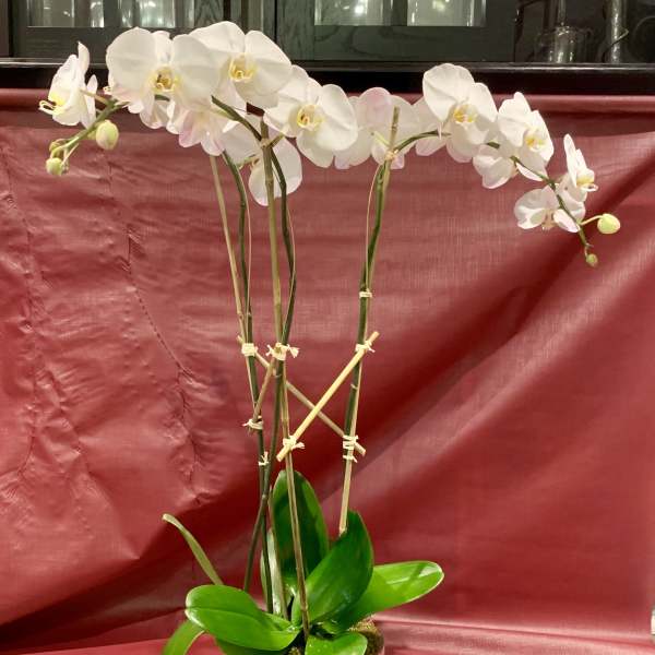 White orchid plant in a glass pot with broad green leaves