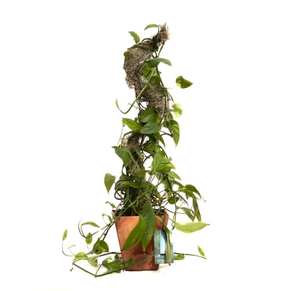 Potted trailing green houseplant trained on a moss pole