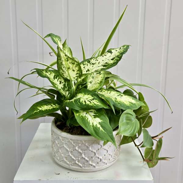 Potted green houseplant with variegated leaves in a textured white planter