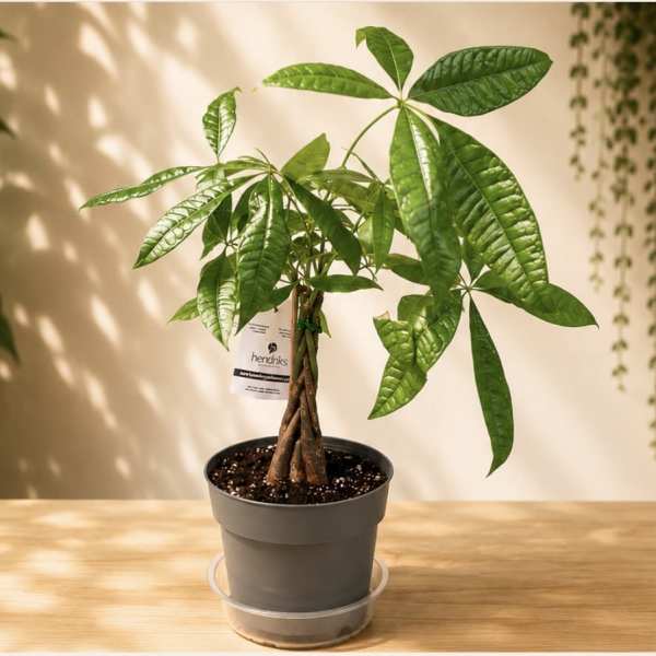 Money Tree