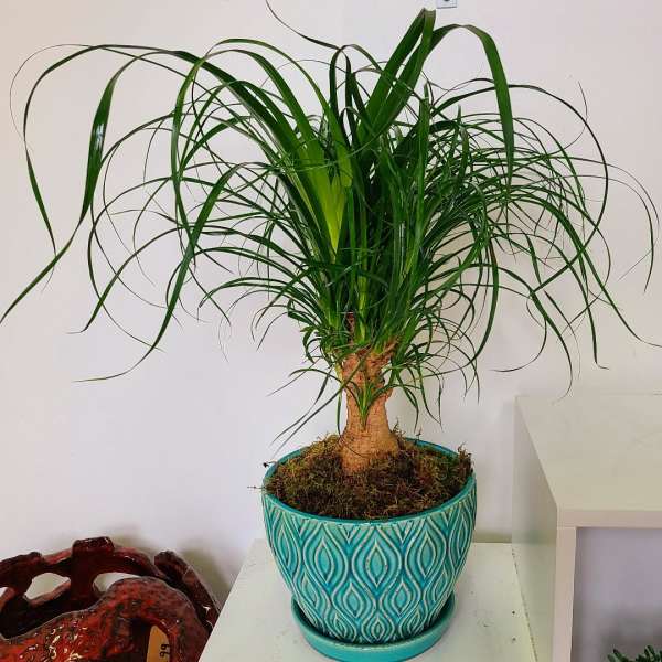 Pony tail Palm