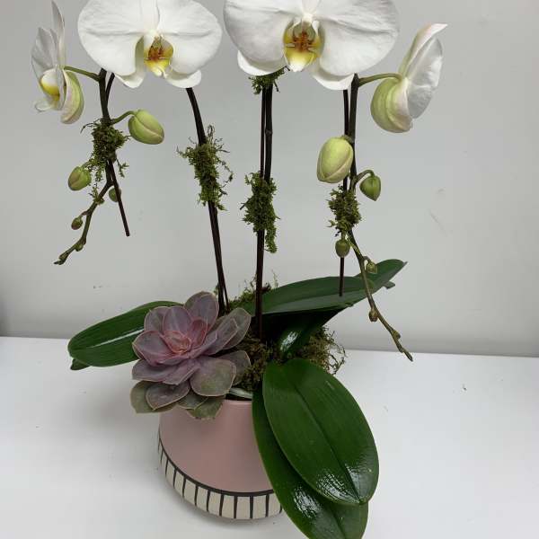 White orchids in a pink pot with a small succulent accent