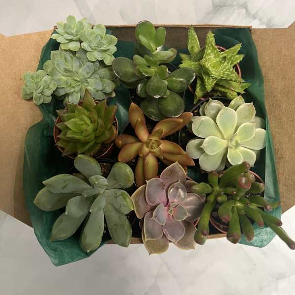 Box of assorted potted succulents in green and purple tones
