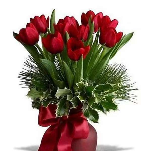 Tulip Tidings