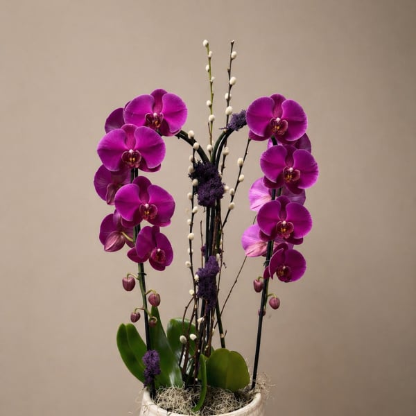 Royal Orchid