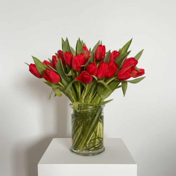 Tulipan