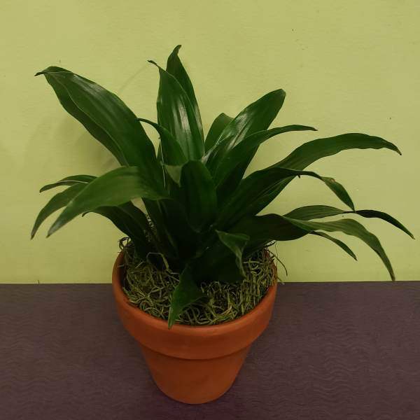 Potted green houseplant in a terracotta pot